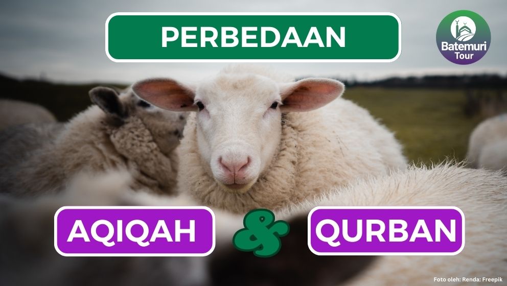 Jangan Keliru!! Inilah 4 Perbedaan Aqiqah dan Kurban